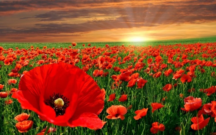 1854-poppies-flowers-800x600